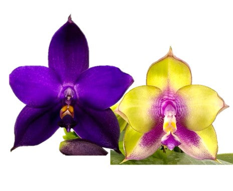 Purple and yellow orchid flowers, novelty Phalaenopsis