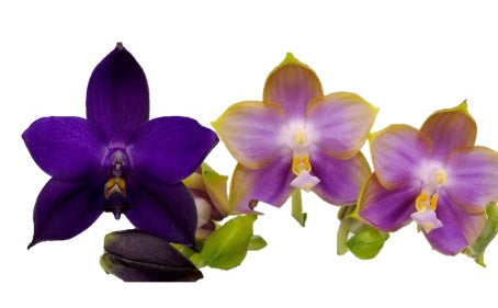 Purple and yellow Phalaenopsis orchids in bloom