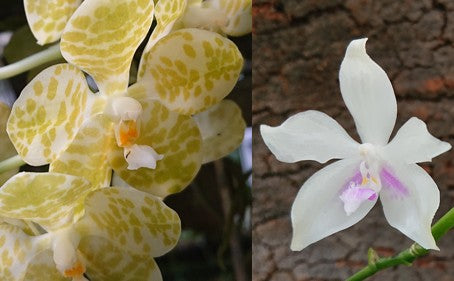 Yellow spotted Phalaenopsis orchid bloom