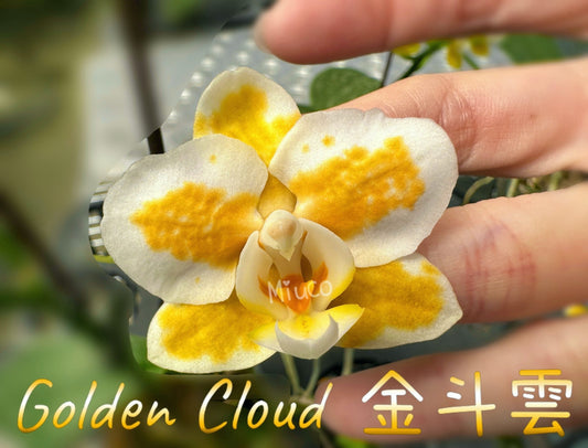 White orchid flower with yellow spots, 'Golden Cloud' novelty Phalaenopsis