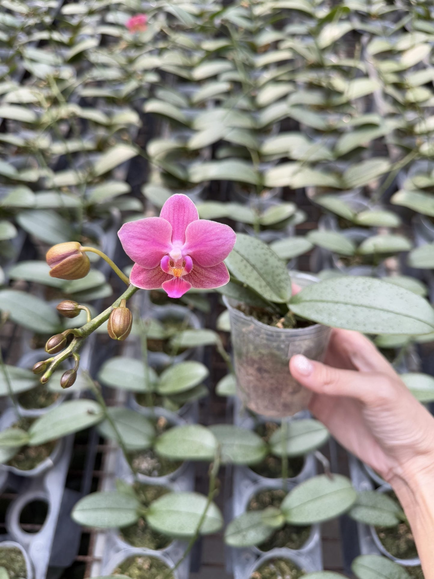 Pink Phalaenopsis orchid bloom with buds in a nursery
