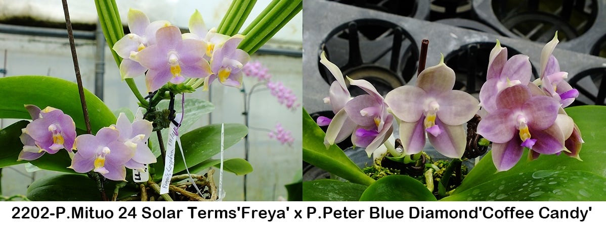 Phal. Freya’s Blue Hope