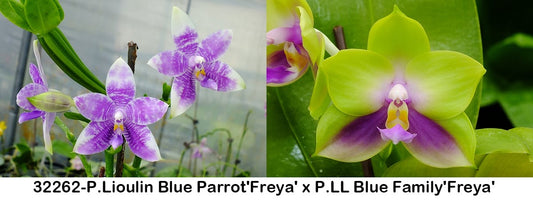 P. Lioulin Blue Parrot 'Freya' x P. LL Blue Family 'Freya' Phalaenopsis orchids with unique purple and green blooms. Fragrant, sequential blooming variety.