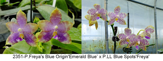Purple and yellow orchid flowers with green leaves