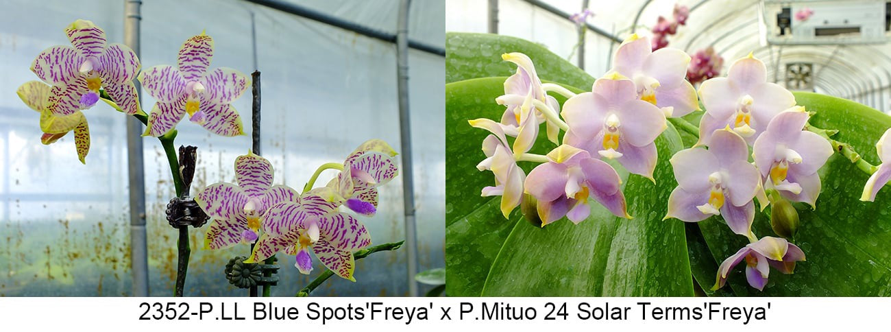 Purple and yellow spotted Phalaenopsis orchid in bloom