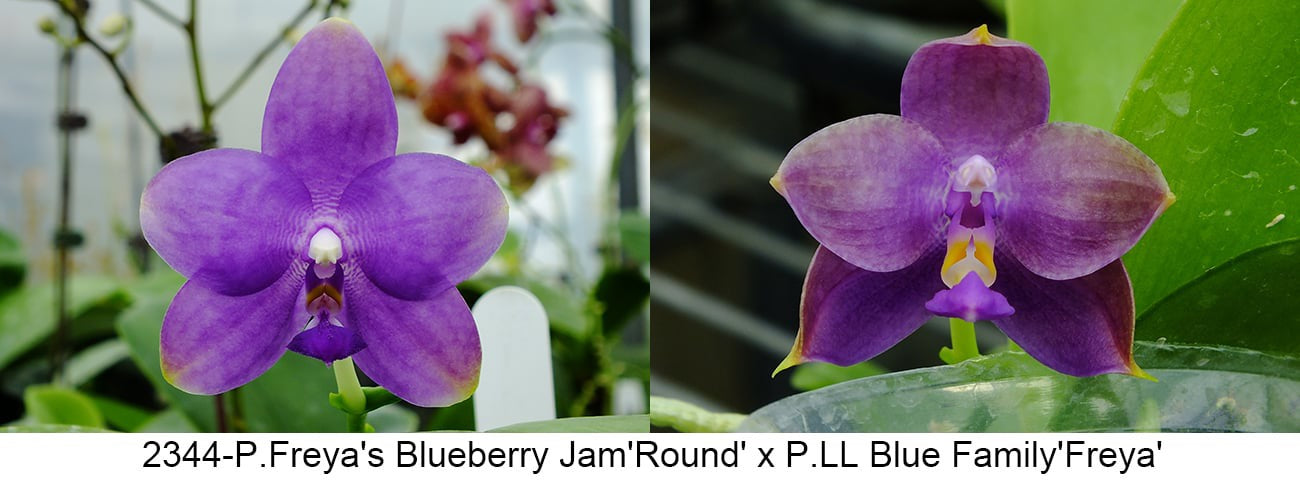 Purple Phalaenopsis orchid seedling in 2.5 inch pot, novelty orchid for home decor