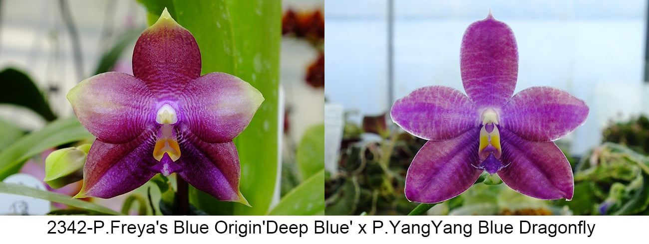 Phalaenopsis Freya’s Blue Origin orchid with vibrant purple flowers
