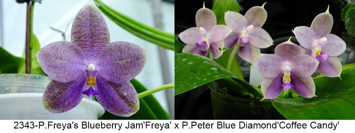 Purple orchid bloom in pot