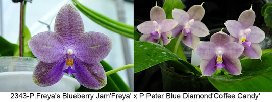 Purple orchid bloom in pot