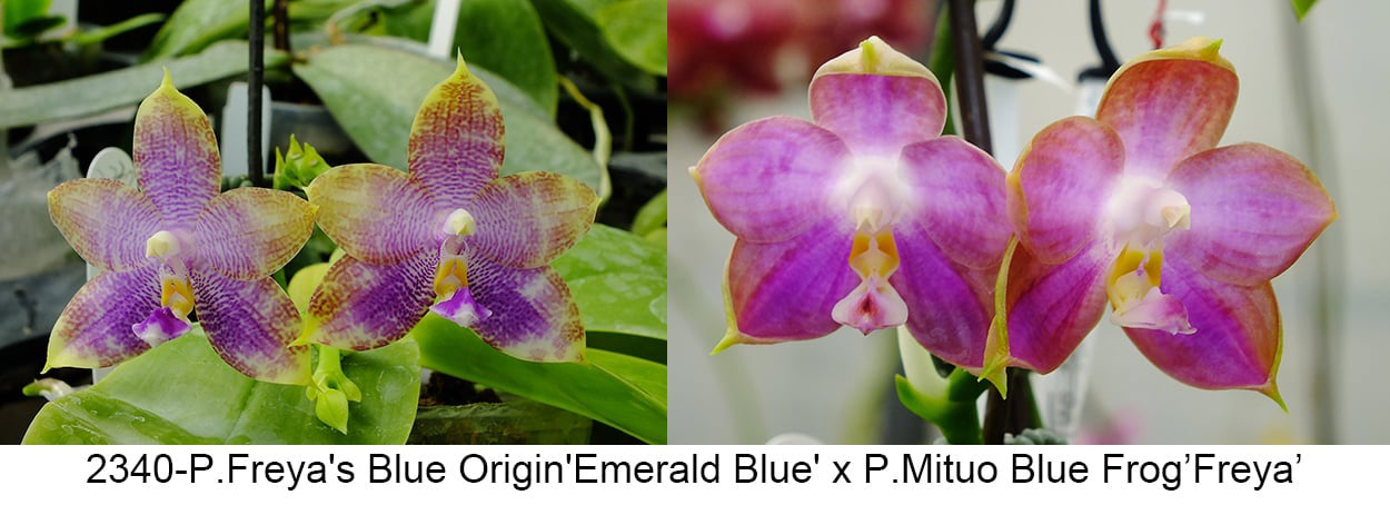 Phalaenopsis Freya’s Blue Origin x Mituo Blue Frog orchid bloom size in 2.5 inch pot