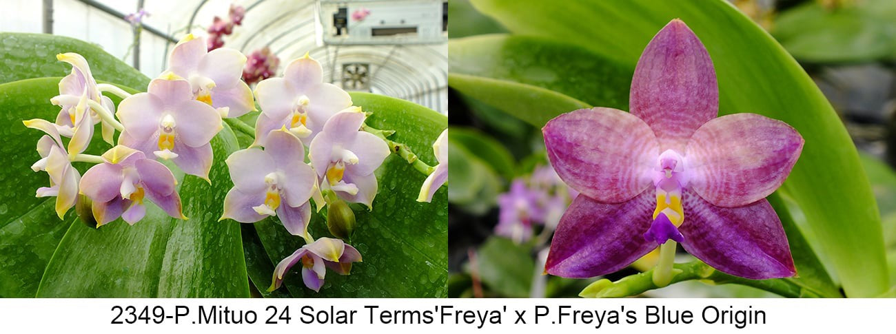 Pink and purple Phalaenopsis orchid with large green leaves