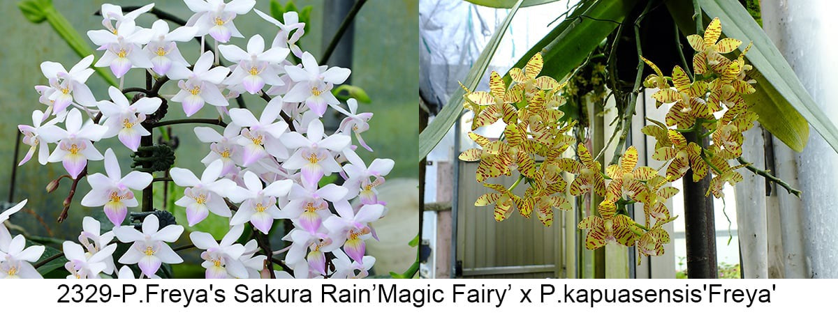 White and pink orchid flowers in bloom