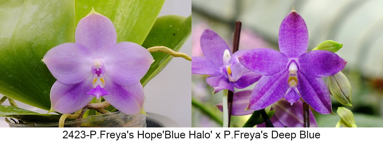 Purple Phalaenopsis orchid with light purple petals and yellow center in 2.5-inch pot