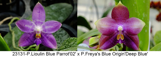 Purple Phalaenopsis orchid with vibrant petals for sale