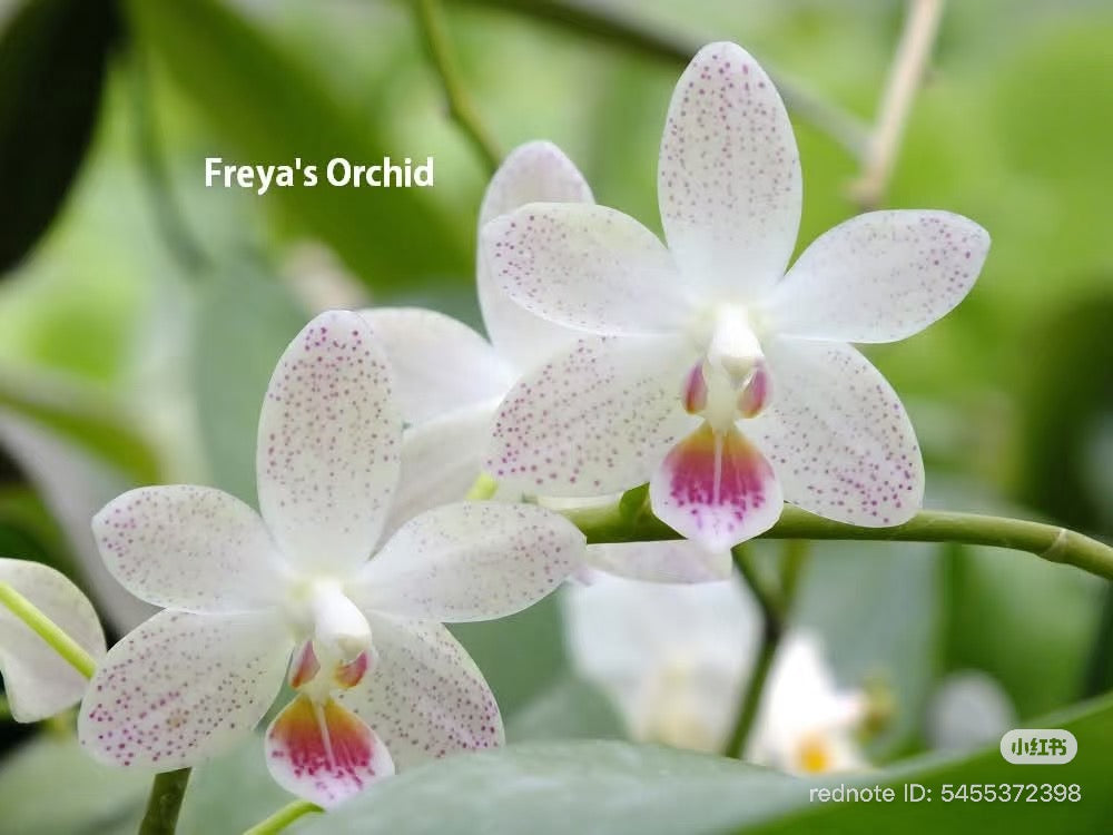 Close-up of white orchid with pink spots