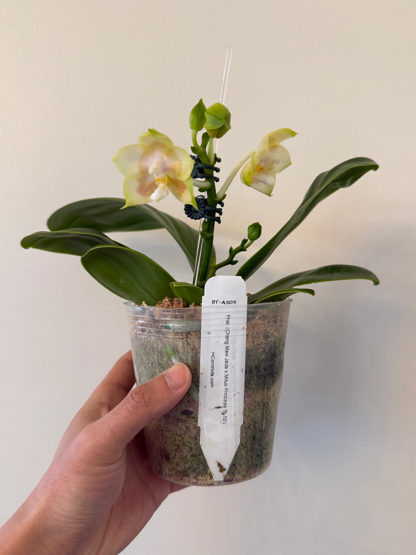 Phalaenopsis BT Royal Park