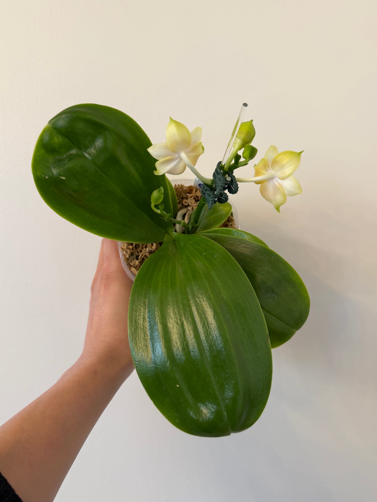 Phalaenopsis BT Royal Park