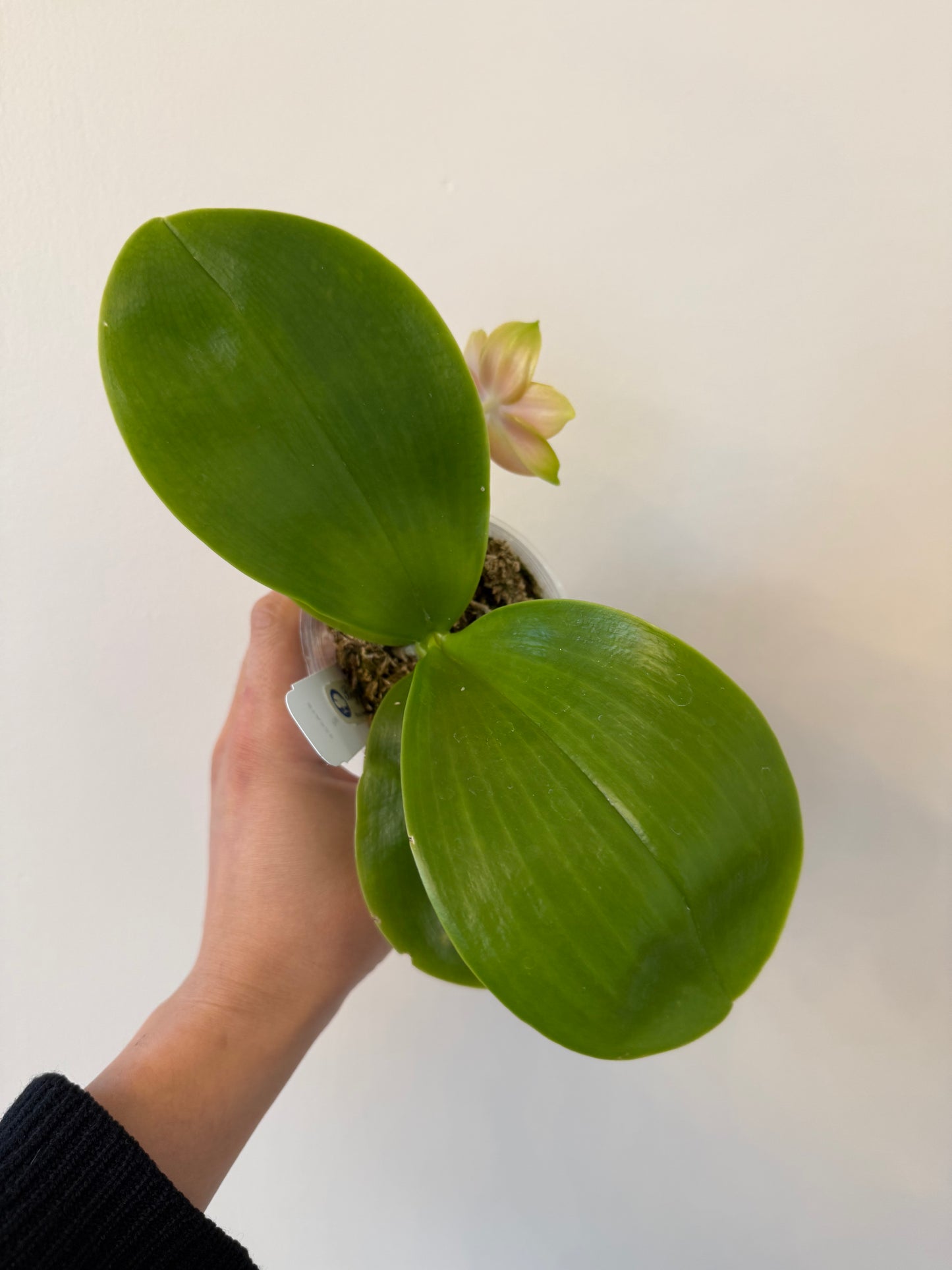 Phalaenopsis BT Teddy Bear