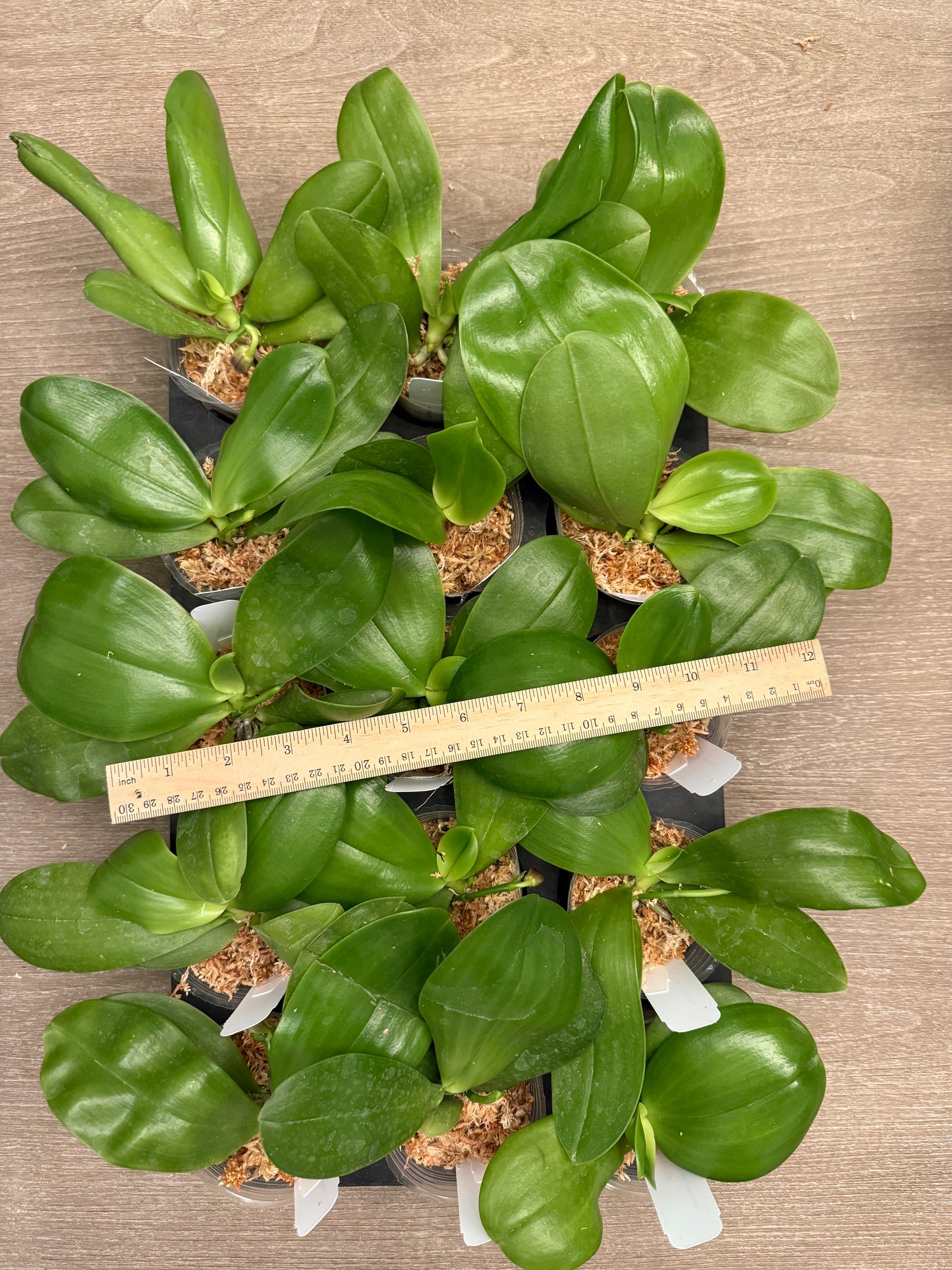 Green Phalaenopsis orchid seedlings, indoor plant
