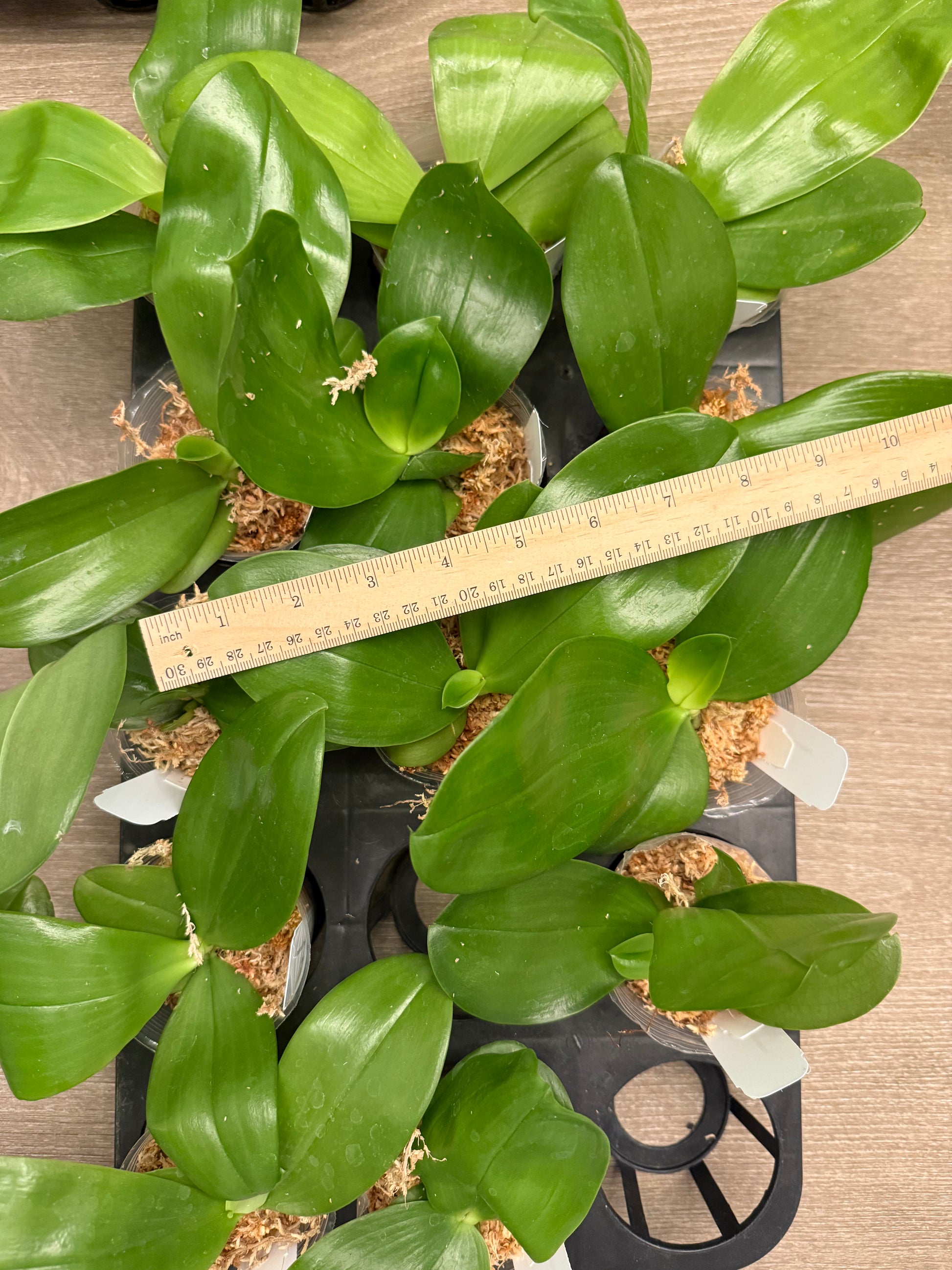 Green Phalaenopsis orchid plants with broad leaves