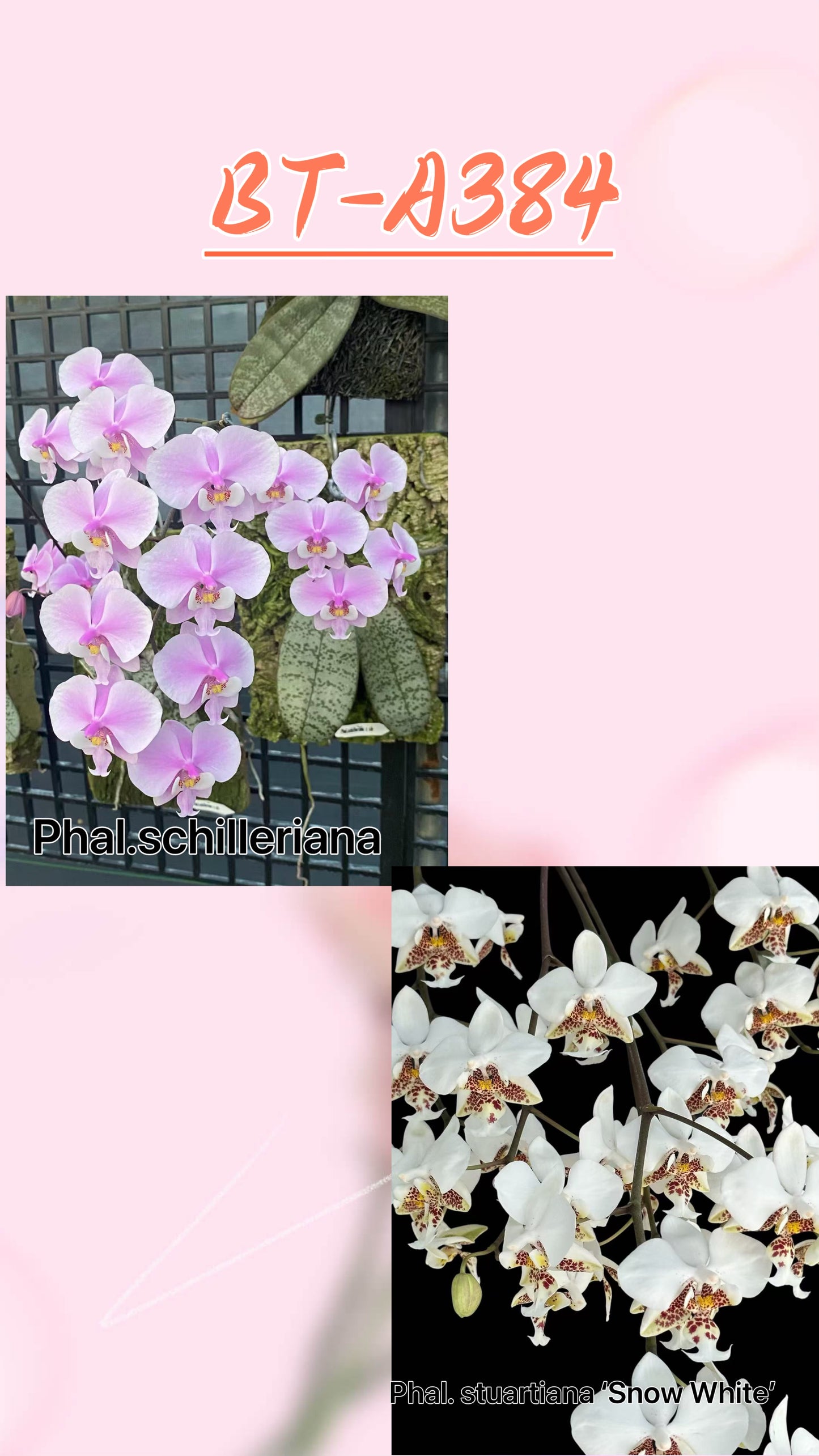 Pink Phalaenopsis hybrid orchid in bloom