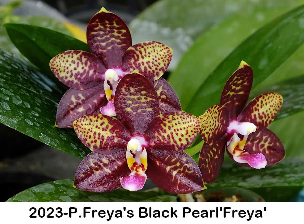 P. Freya’s Black Pearl