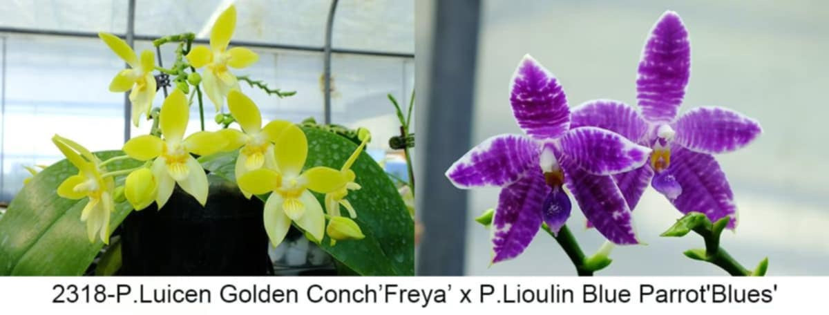 Fragrant Novelty Phalaenopsis Orchid, front page