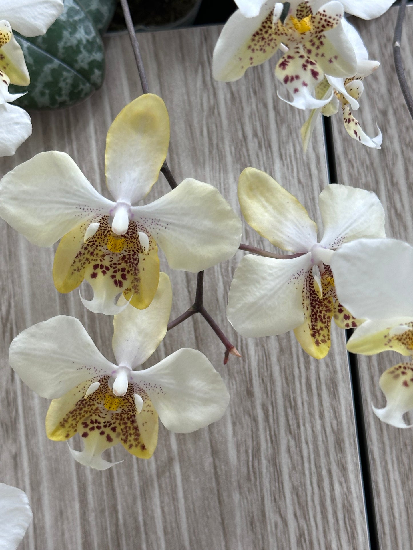 Close-up of white orchid flowers with spotted yellow and brown markings