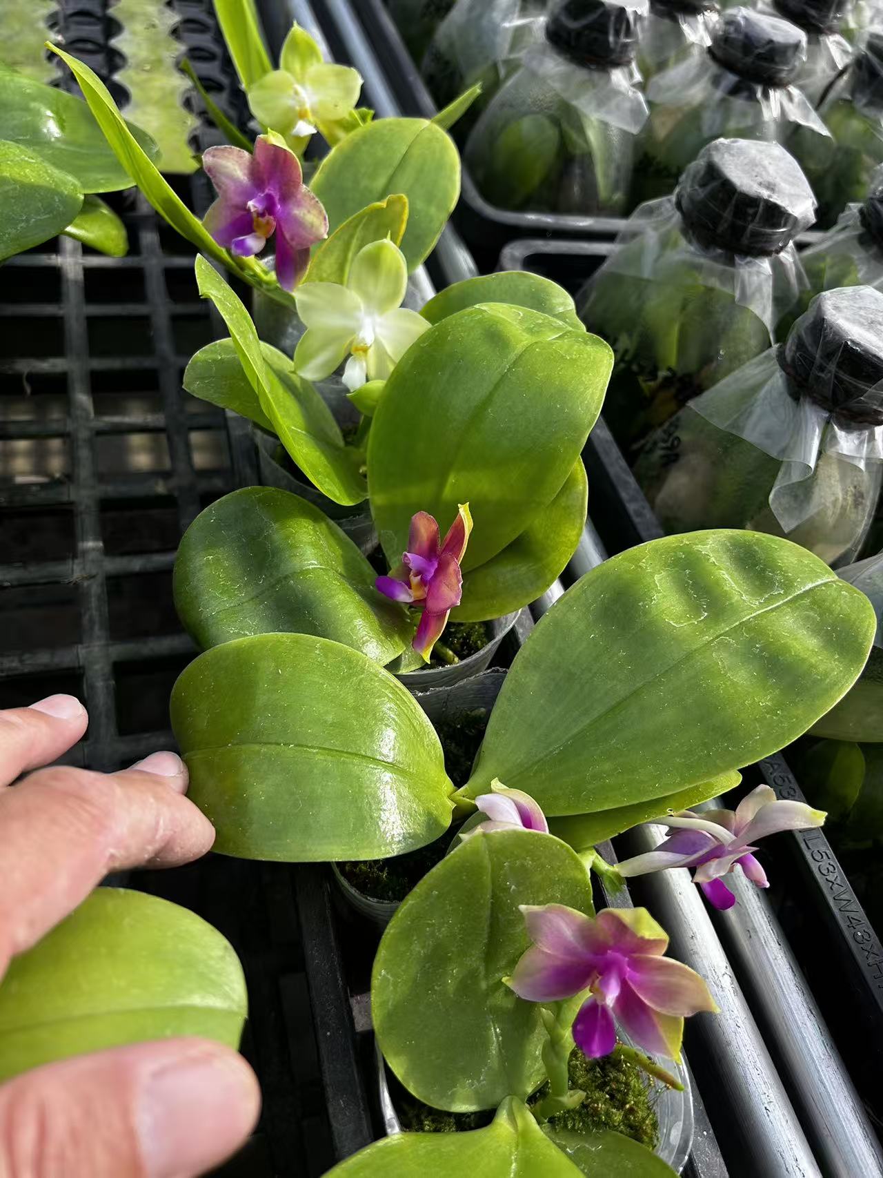 Green and purple Phalaenopsis orchid flowers