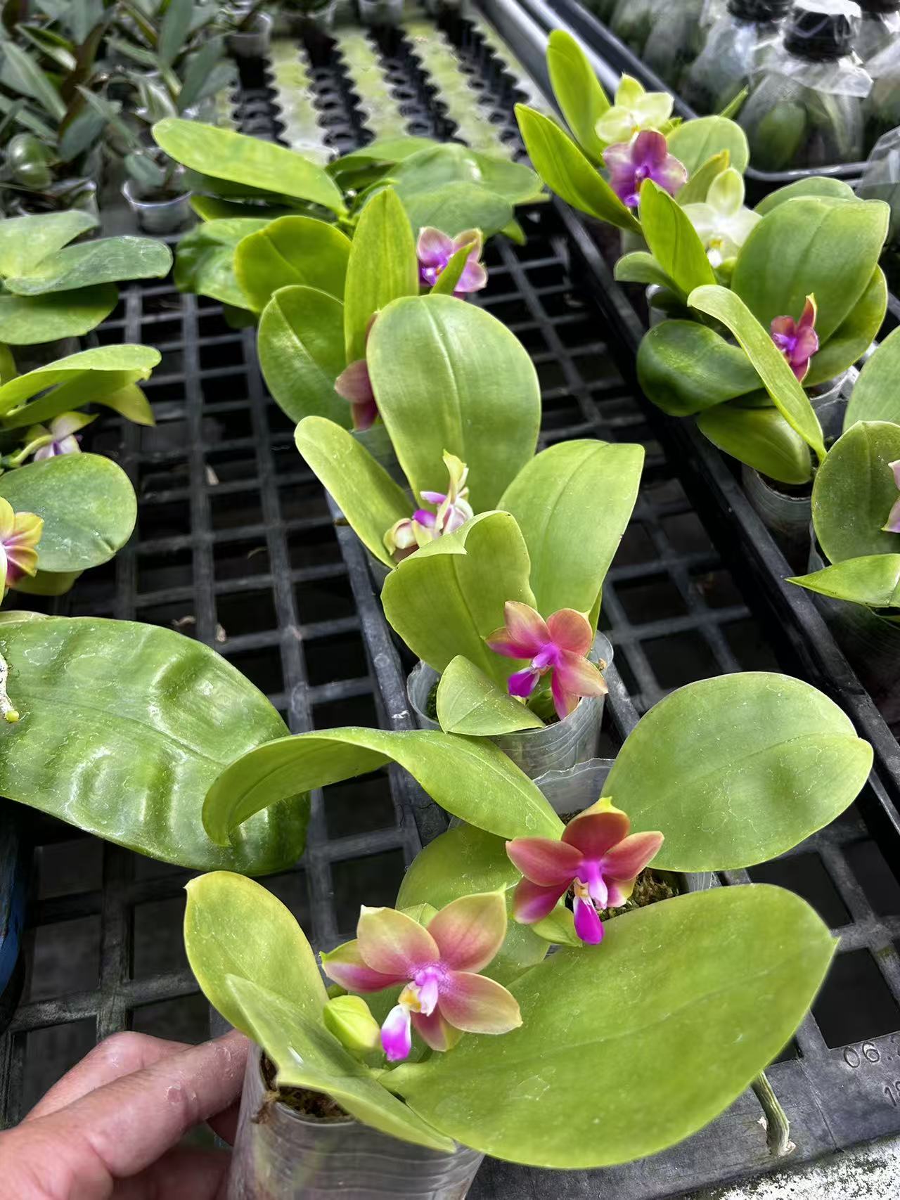 Potted Phalaenopsis orchids in bloom