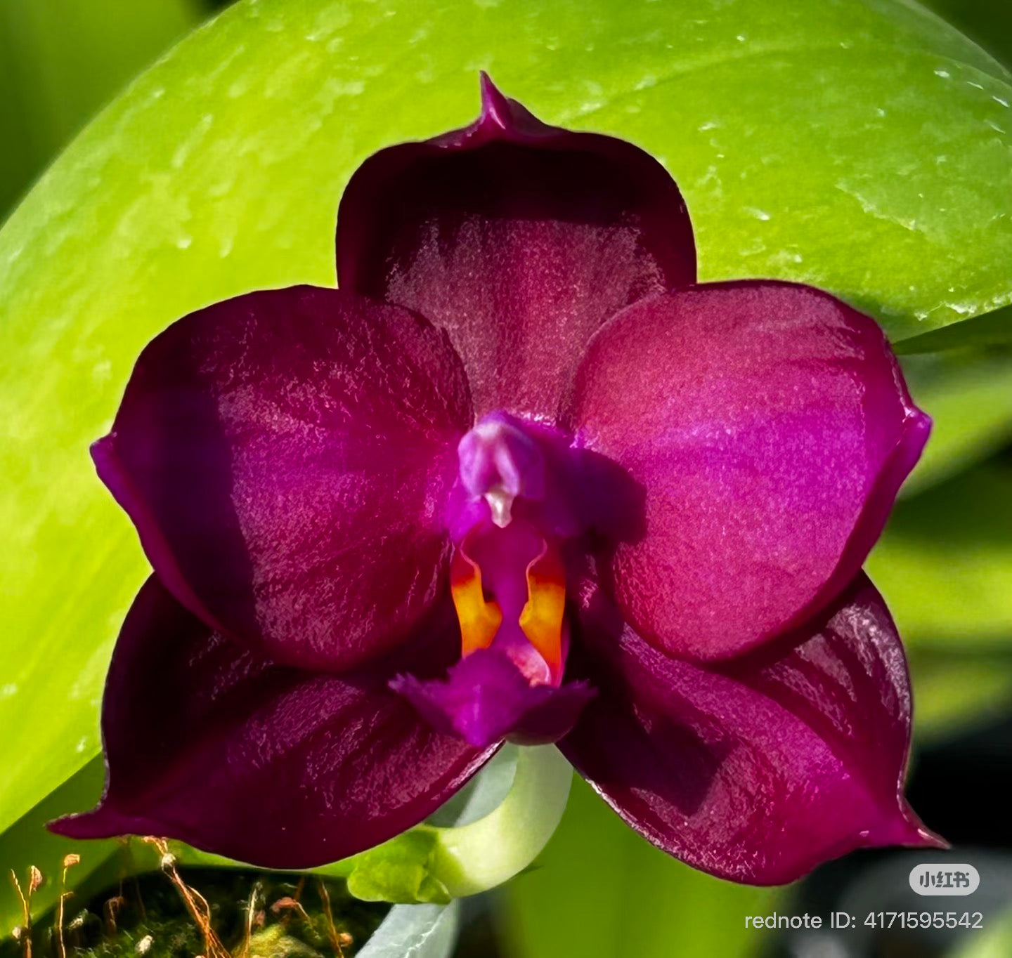Bright pink Phalaenopsis orchid flower with green leaf background
