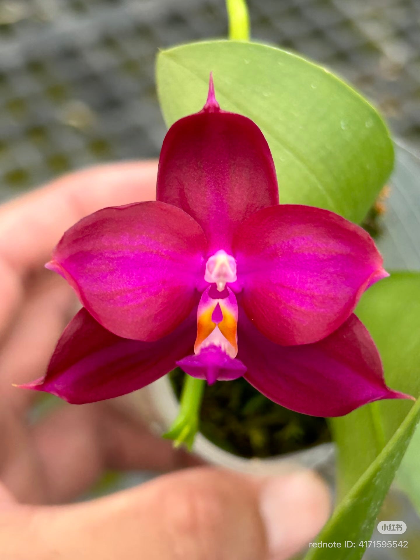 Close-up of deep purple Phalaenopsis orchid flower with ruler for size reference