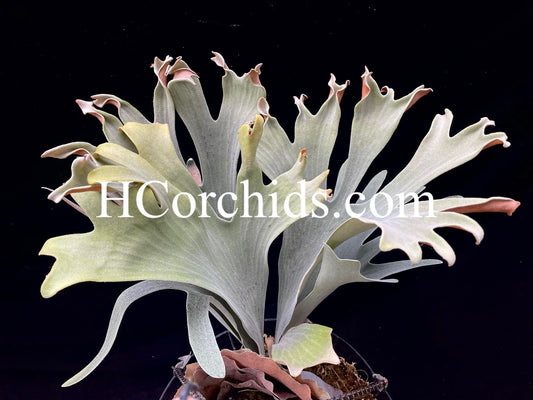 Platycerium Cupid’s wings pup