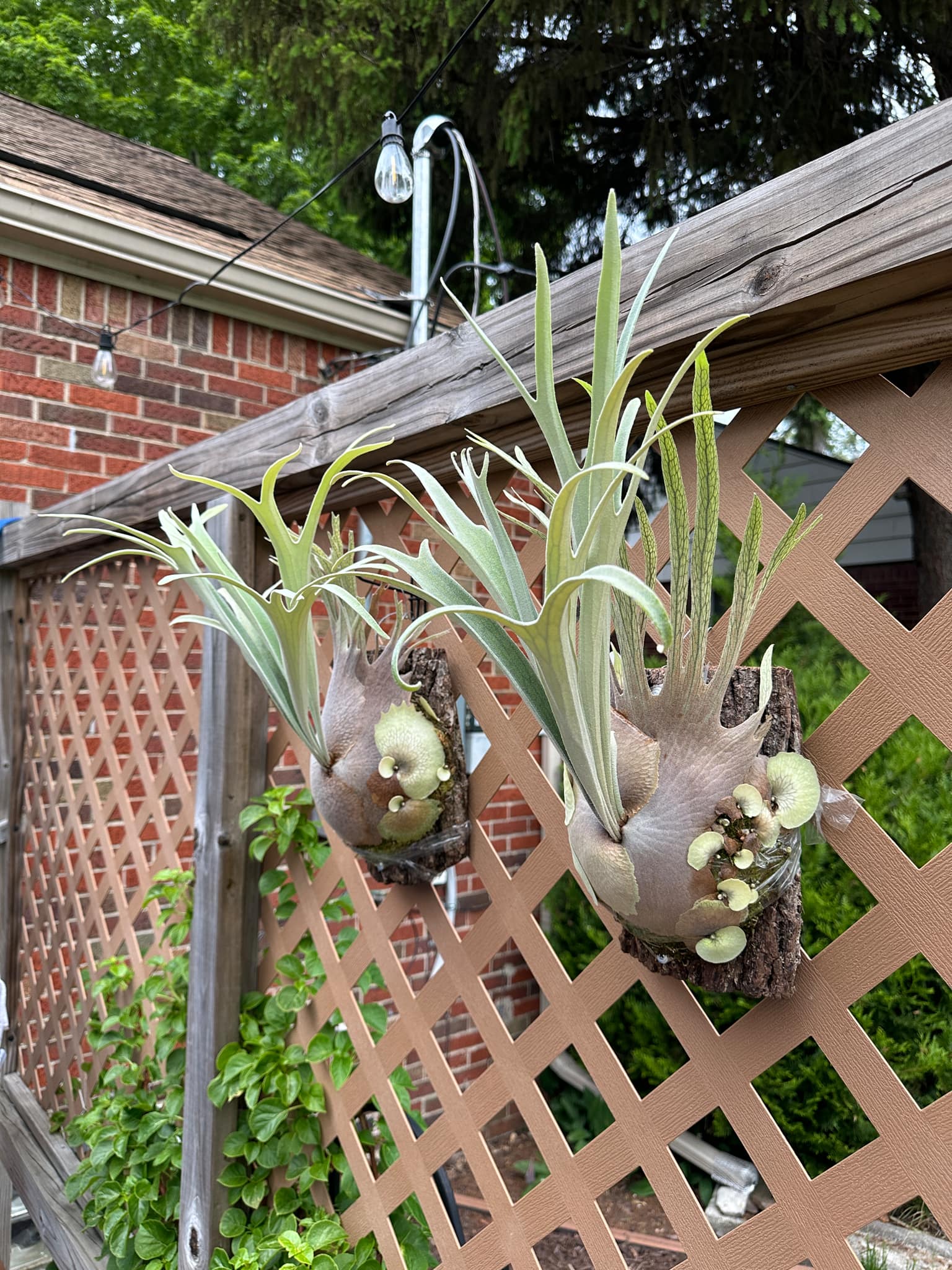 P. Ginka x P. Rydeen Plant Spores for Sale – HCorchids