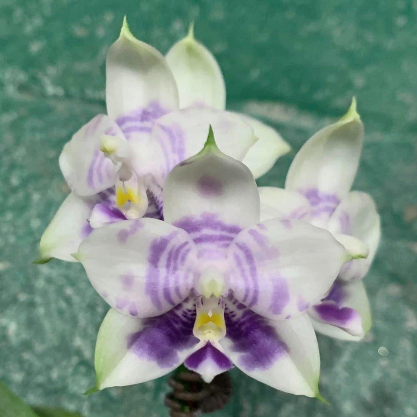 Phal. Mituo Purple Dragon 'Blue White'