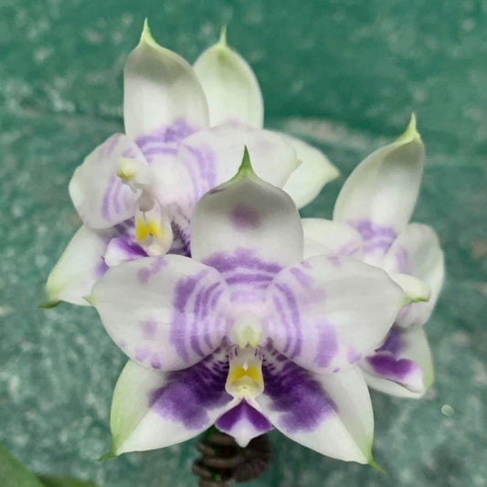 Phalaenopsis Mituo Purple Dragon 'Blue White' in bloom