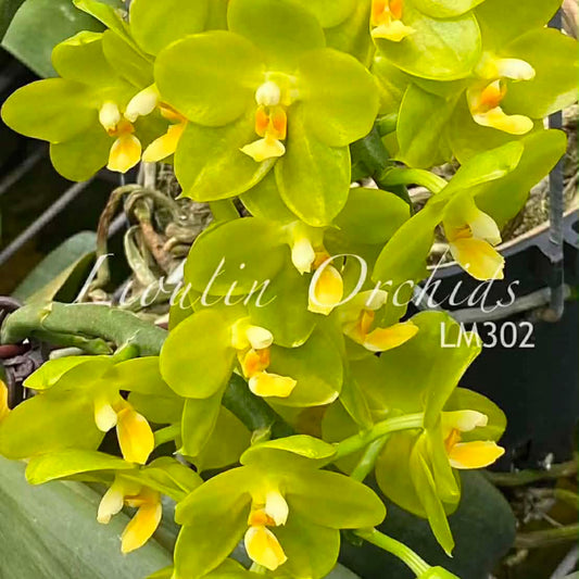 Phalaenopsis David Lim ‘F10’