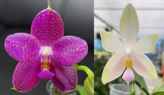 Phalaenopsis (Mok Choi Yew x bellina)