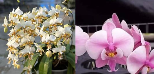 Phalaenopsis (stuartiana var. nobillis x schilleriana ‘M606’)
