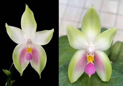 Phalaenopsis bellina f. pink “Pink Swan” BM/TOGA x sib