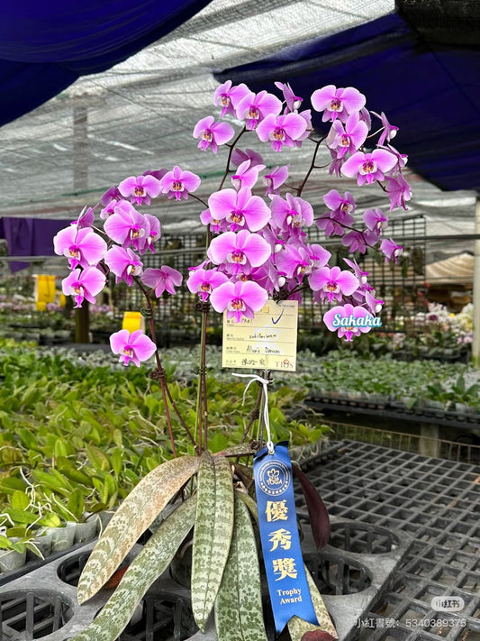 Phalaenopsis schilleriana “Alice’s Dream”