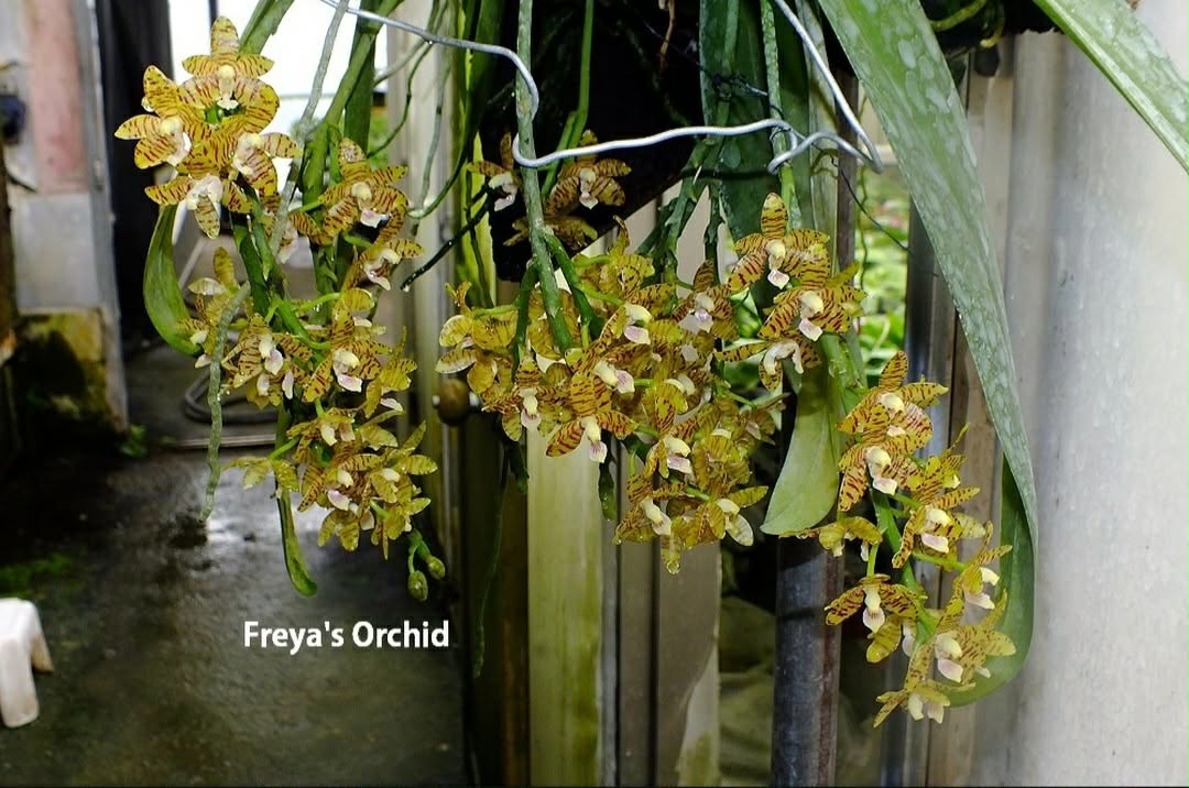 HCorchids