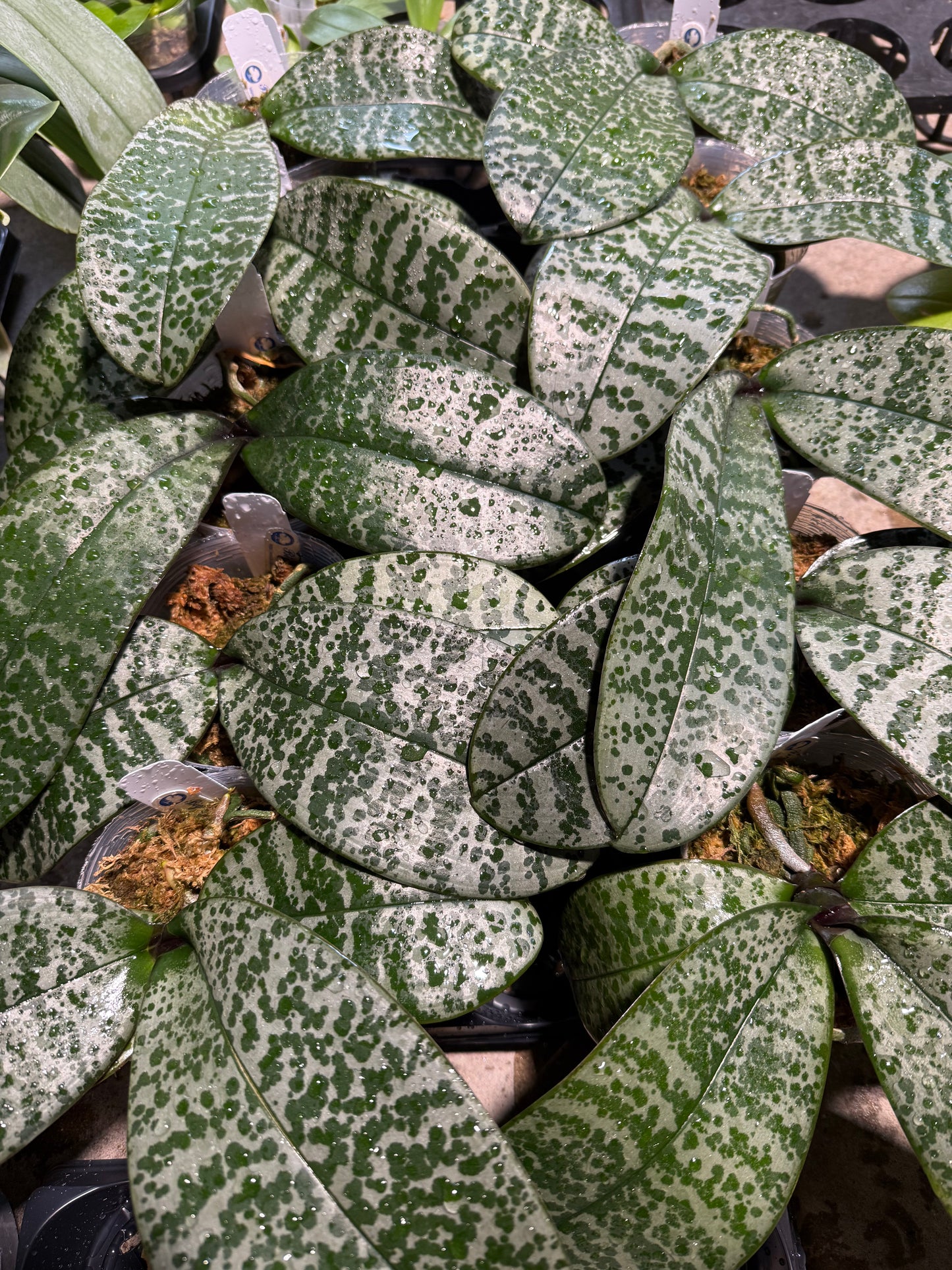 Phalaenopsis schilleriana (Jungle King x 蝴蝶袖）