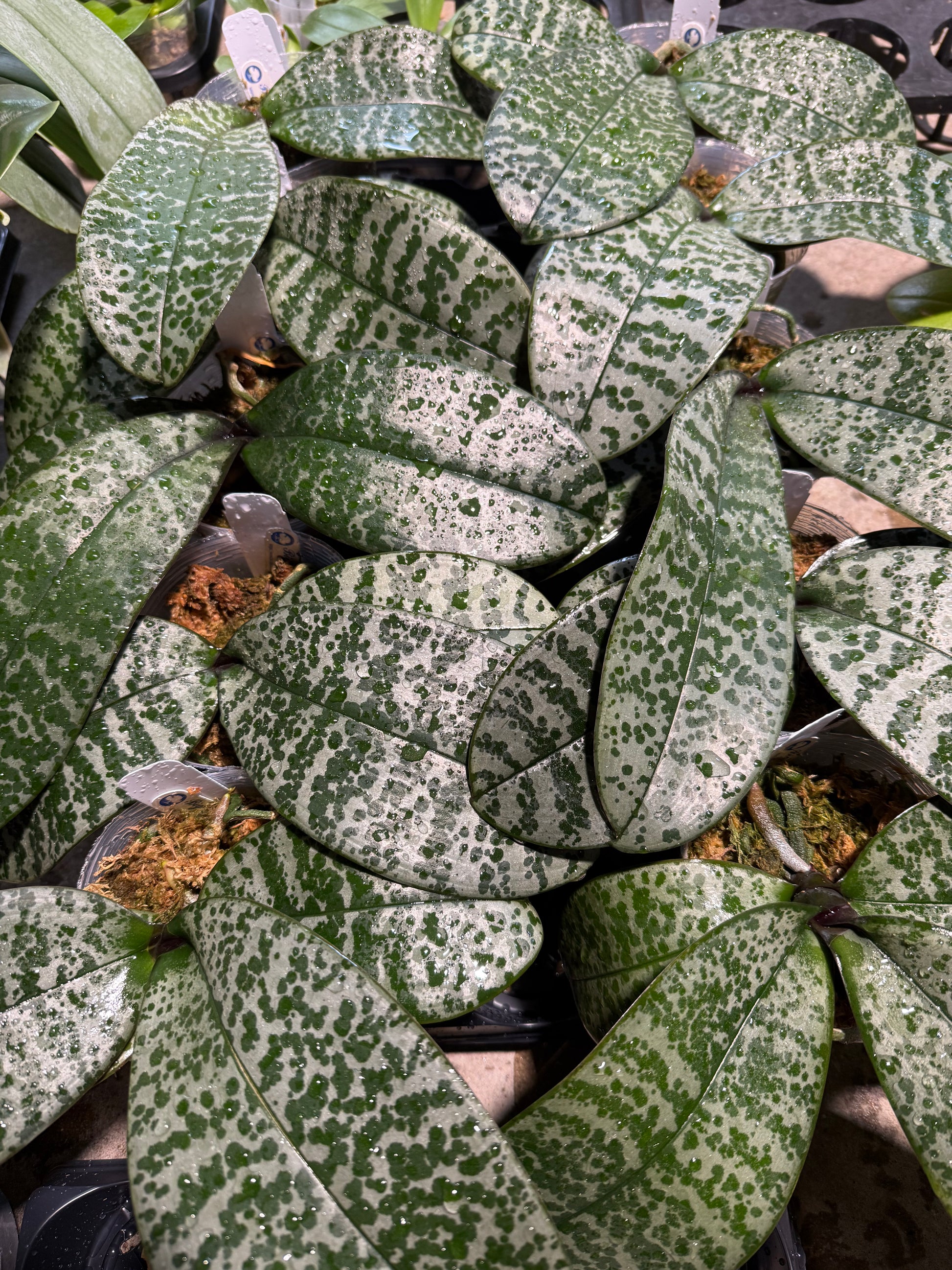 HCorchids