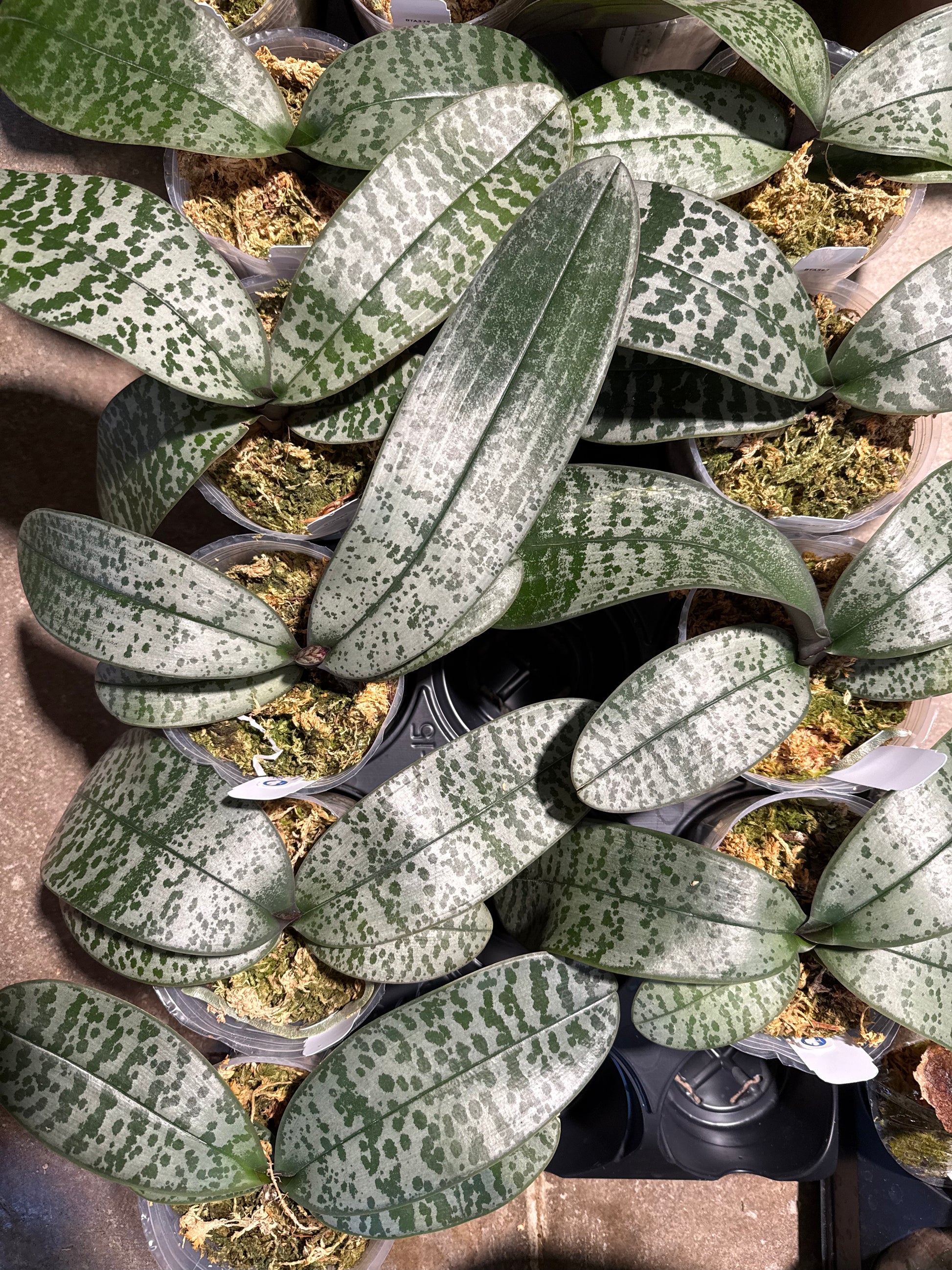 HCorchids
