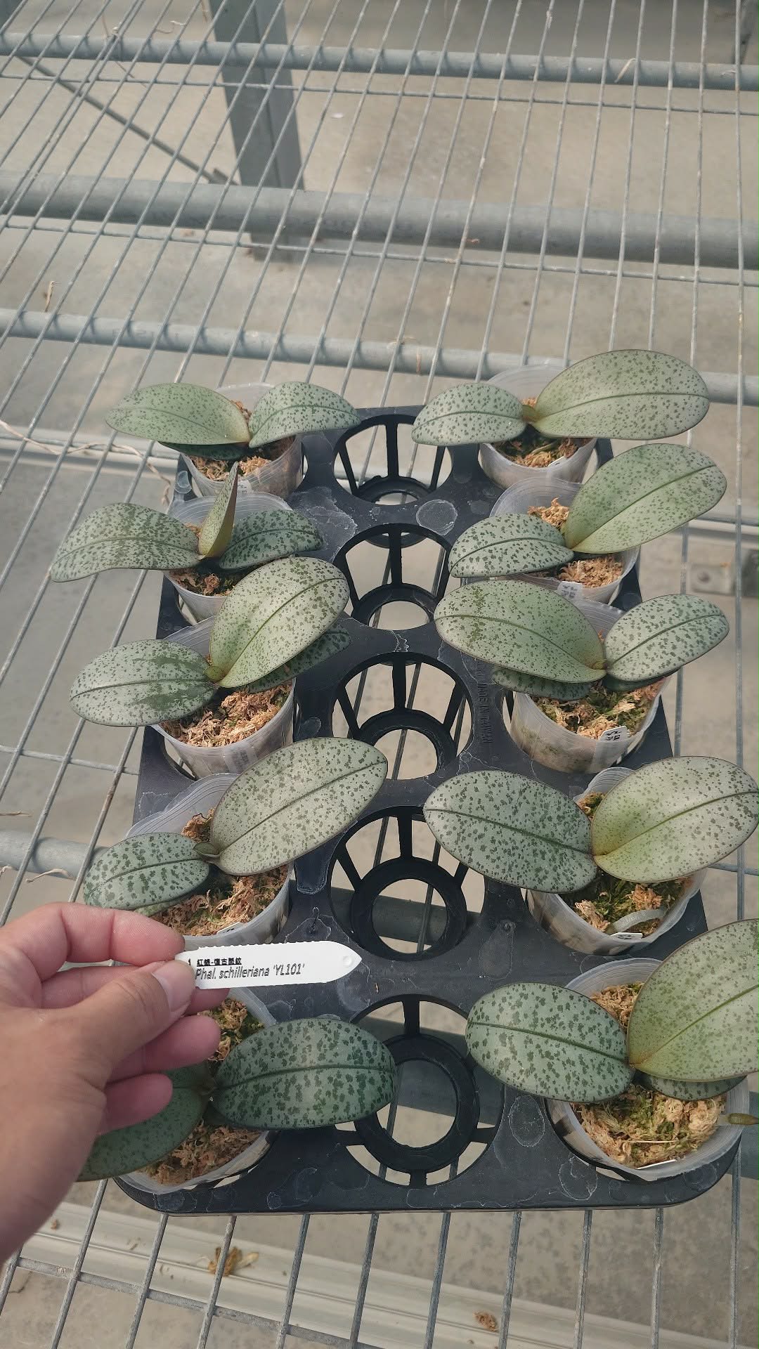 HCorchids