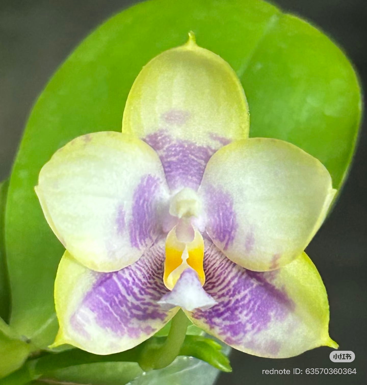 Phalaenopsis (Penang Jewel X (Yaphon Super Jaguar x Samera)) ‘雙梗深藍圓’ x Mituo Golden Tiger ‘White Tiger’