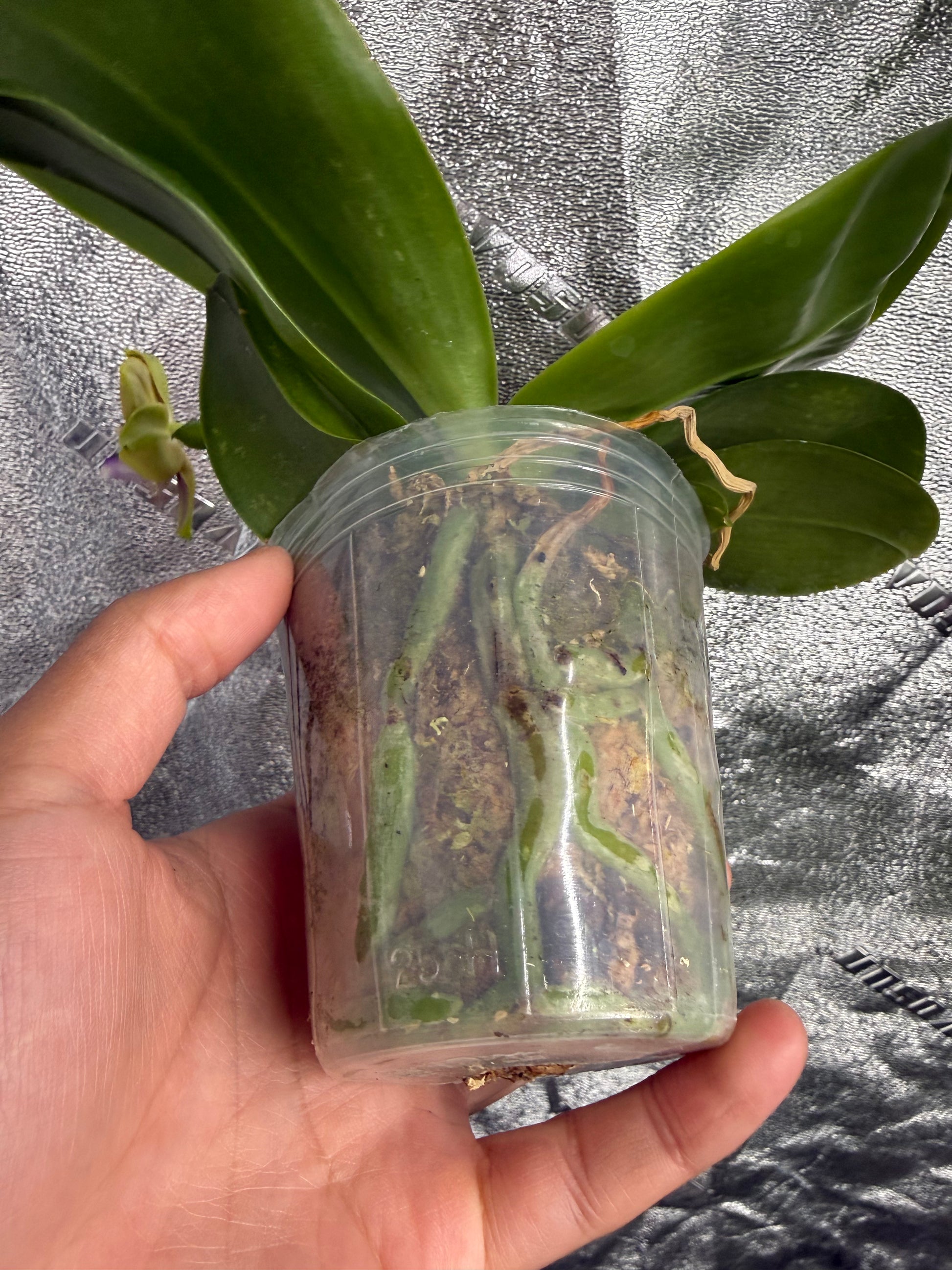 HCorchids