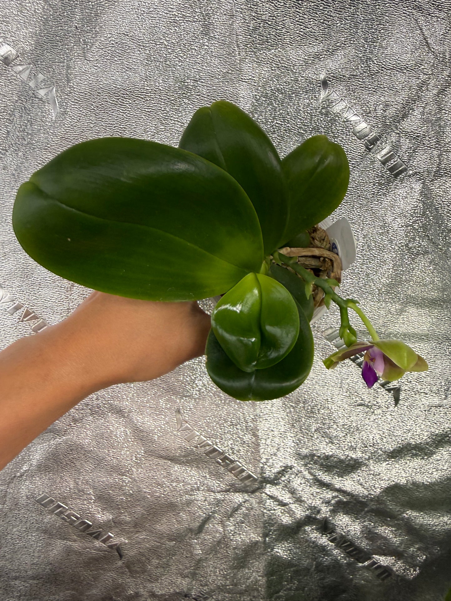 Phalaenopsis (LL Blue Family x LD Avatar)