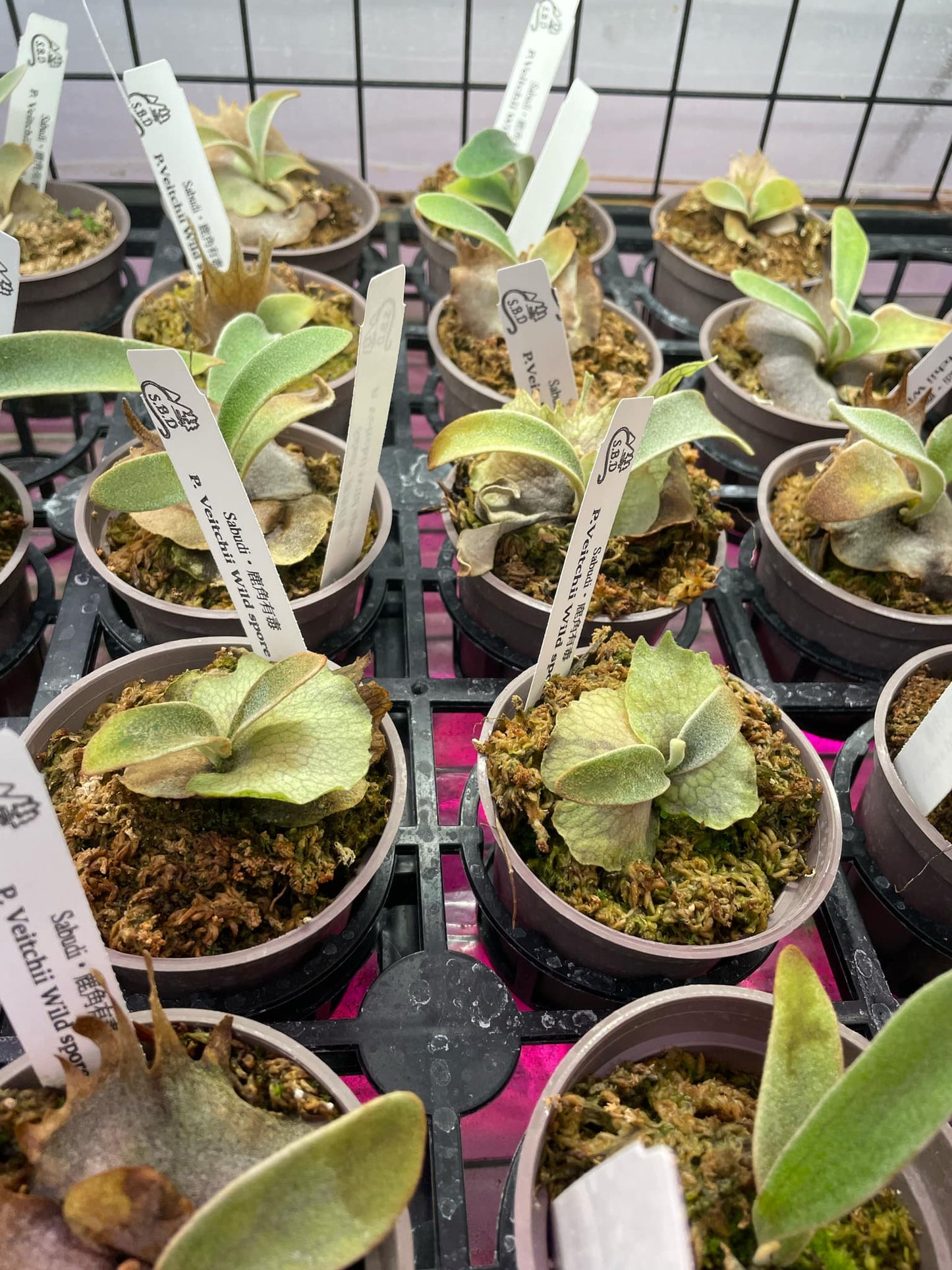 Platycerium Veitchii Wild spore